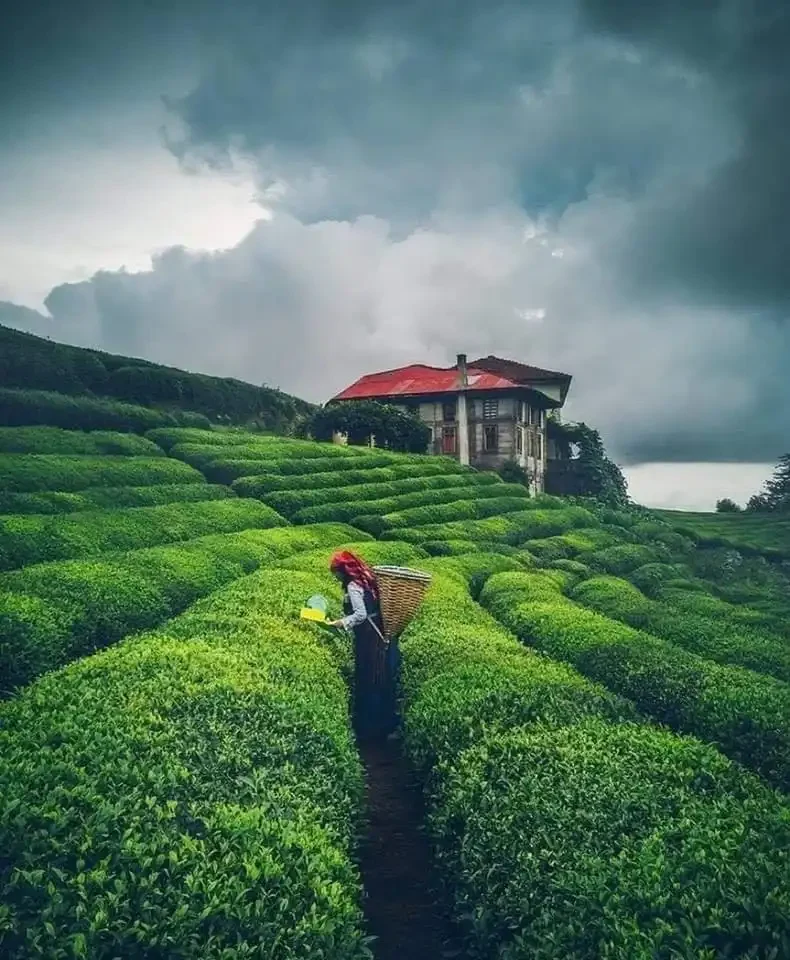 Sri Lanka tea country hills